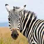 Safari Lake Geneva online reservations required