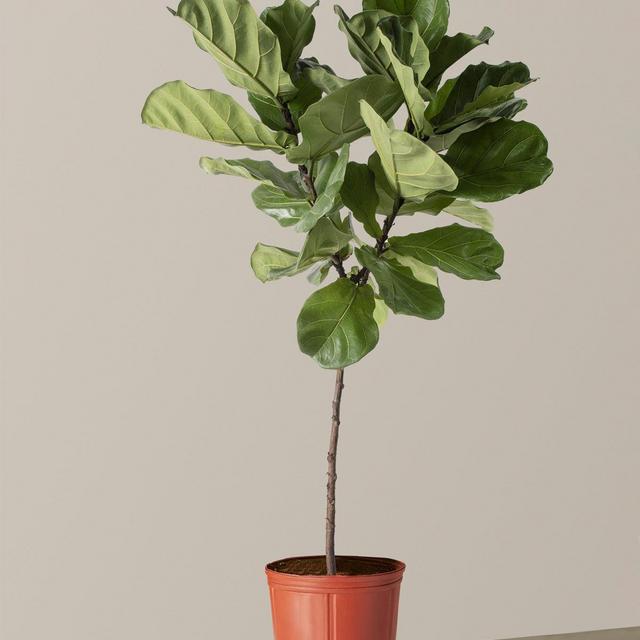 Large Fiddle Leaf Fig Tree