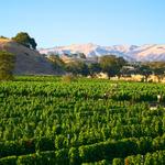 Folded Hills - Winery Ranch Farmstead