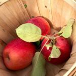 Bellewood Farms & Distillery