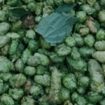 Berryessa Brewing Co.