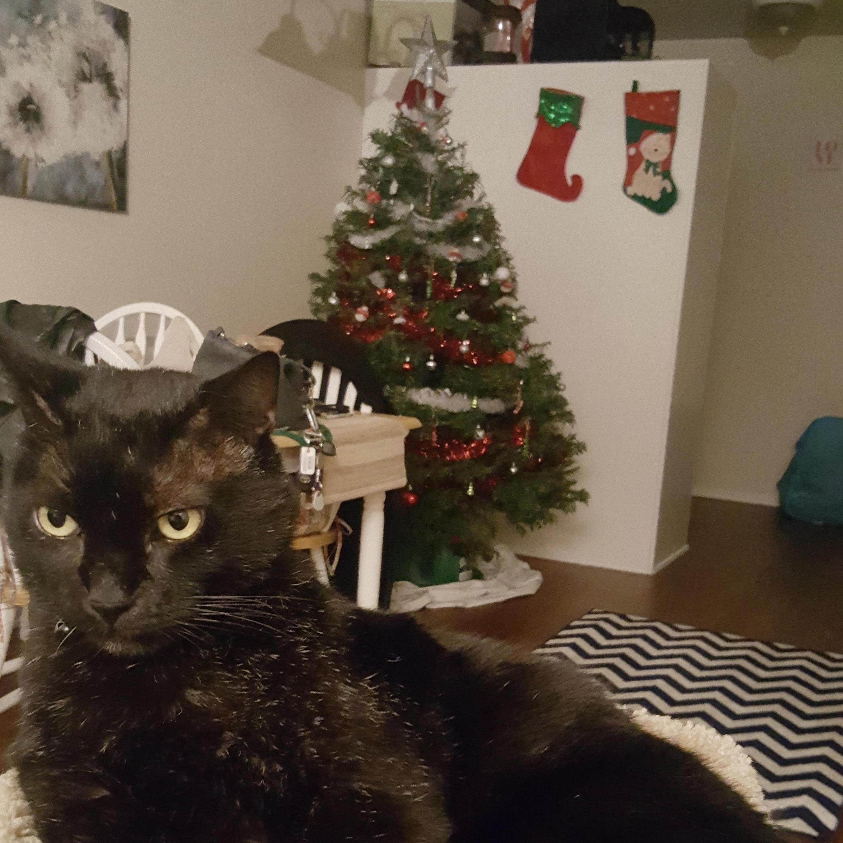 We adopted our first pet, "Dwayne". He was quickly renamed to Sargeant Cuddles. This was our first Christmas in our first apartment together.