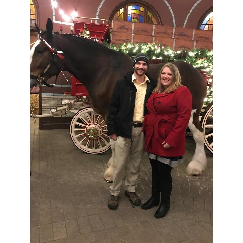 Christmas time with the Budweiser Clydesdales.