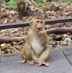 Monkey Hill Viewpoint