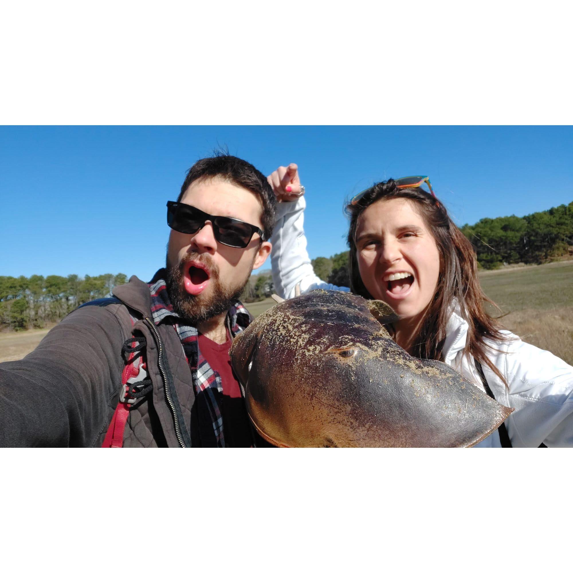 We headed to Cape Cod to find horseshoe crabs... we came out with fiancés!!