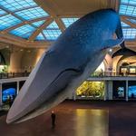 American Museum of Natural History