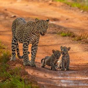 Safari at Yala National Park