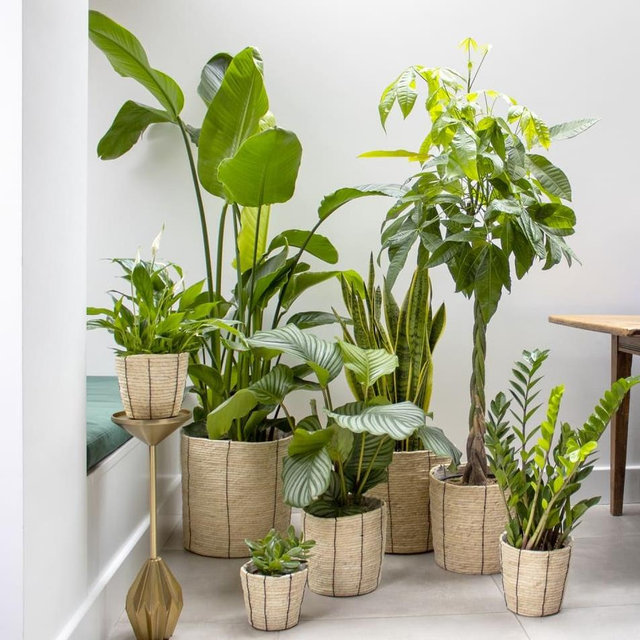 Operation Oxygen (Plants fund)