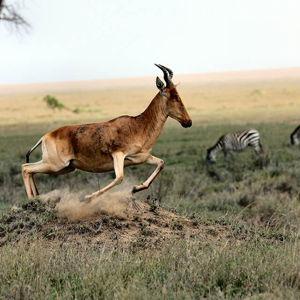 Africa Honeymoon Fund
