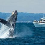 Monterey Bay Whale Watch