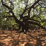 Angel Oak Tree