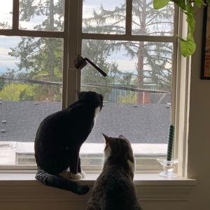 Pet Watchers for Cleo & Frankie
