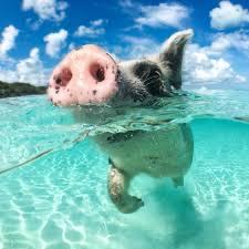 Swimming with piggies on Minimoon in Bahamas