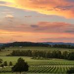 Arrington Vineyards