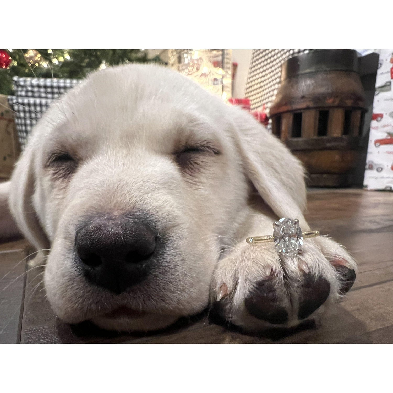 Zack surprised me with a puppy and a ring!