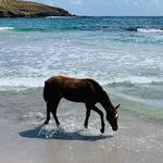 Private Caribbean Beach Horseback Ride and Swim in St Lucia