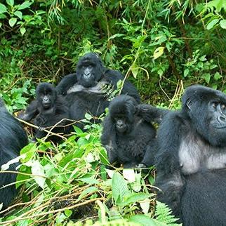 African Safari Honeymoon