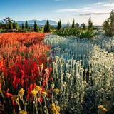 Red Butte Garden and Arboretum