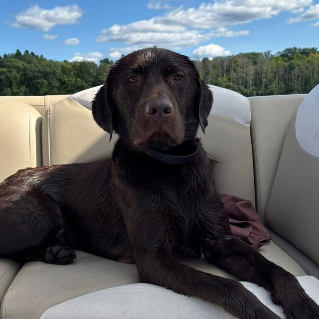 Pet sitting for honeymoon