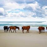 Corolla Beach