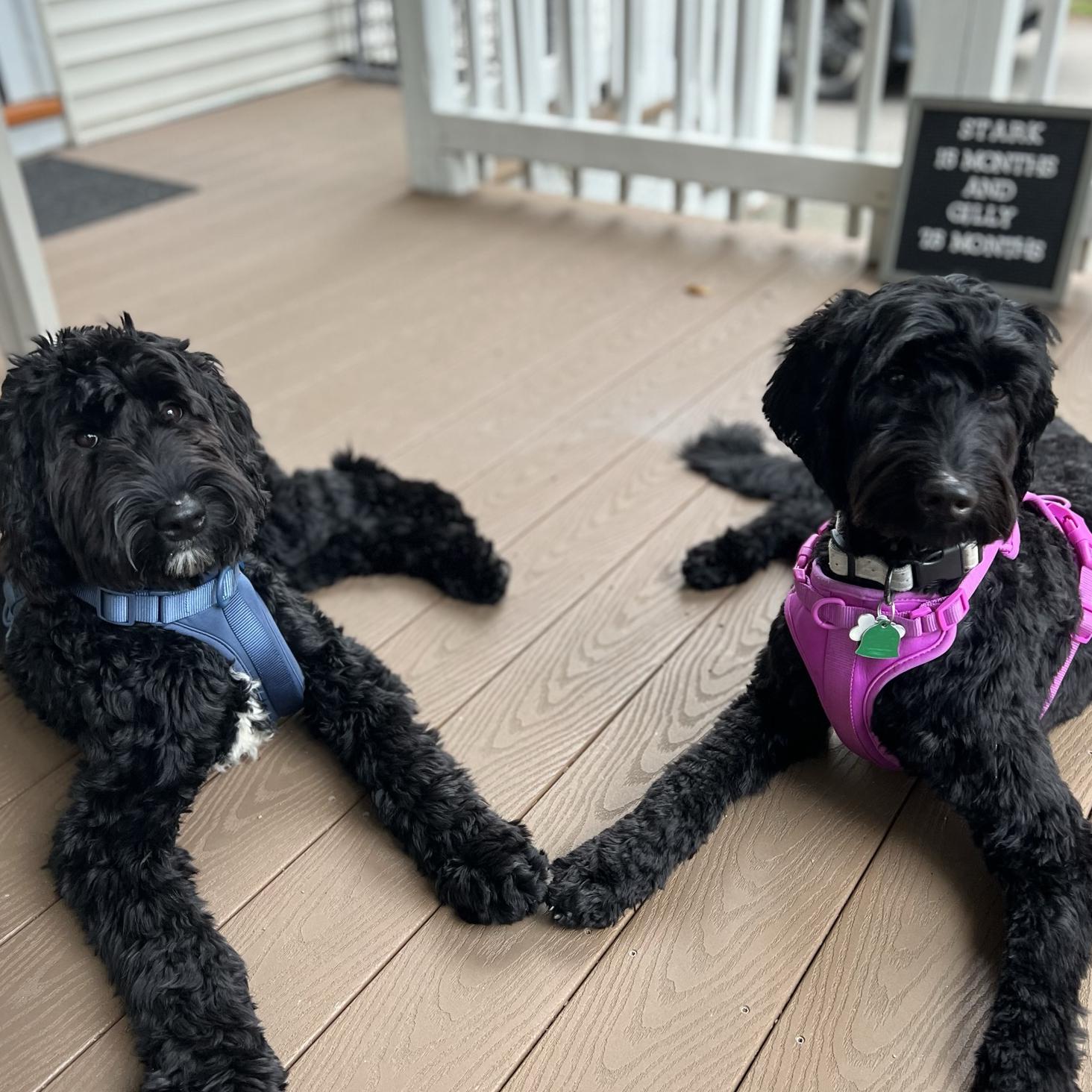 Pet boarding during our honey moon!