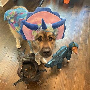 Pet Sitter for Honeymoon