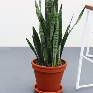 Sansevieria