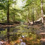 Kanawha State Forest