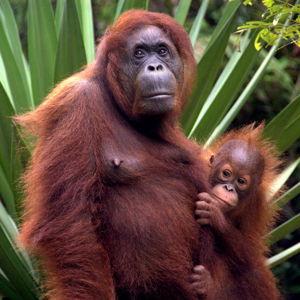 Malaysia - Orangutan Sanctuary Borneo