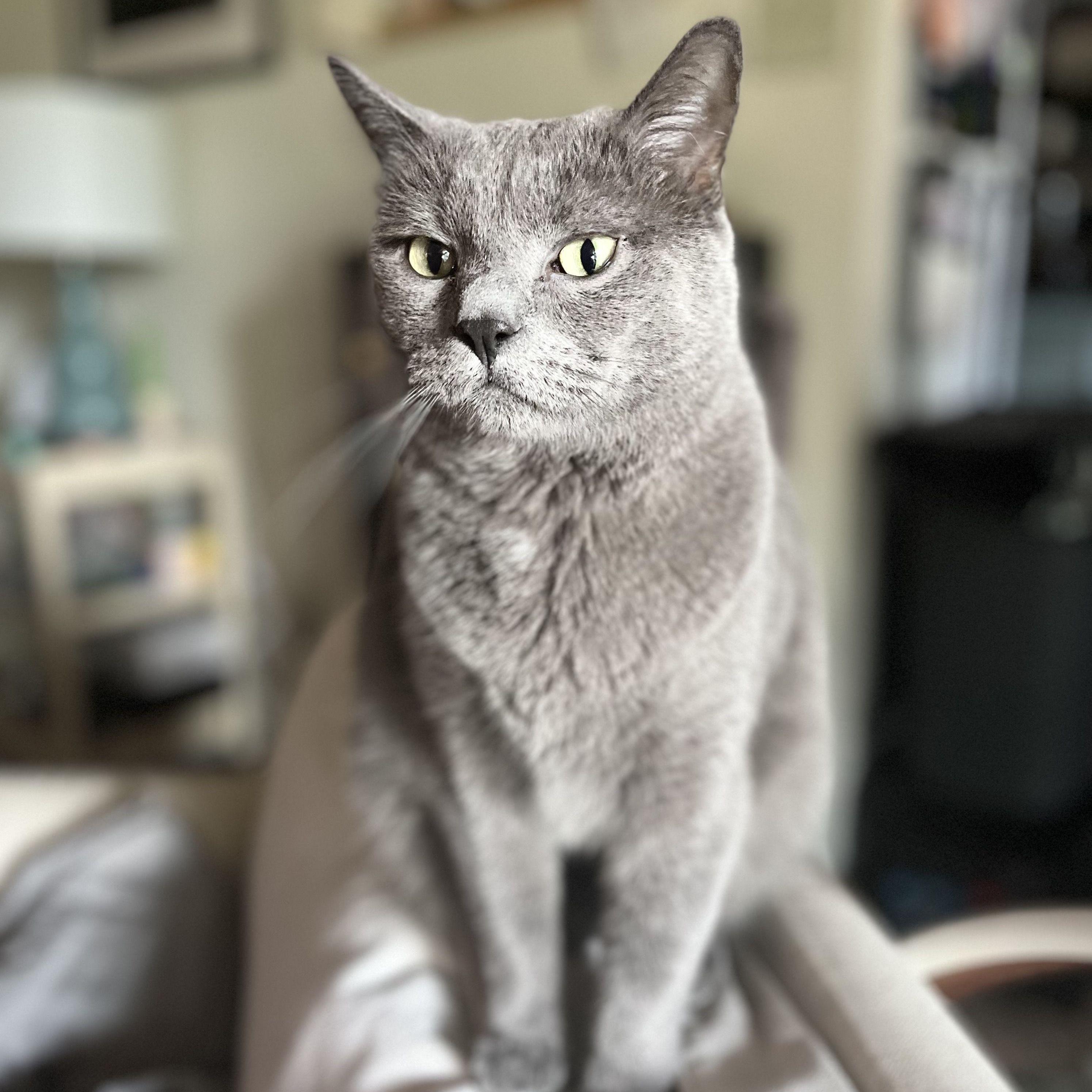 Nimbus's 6th birthday | Summer 2024