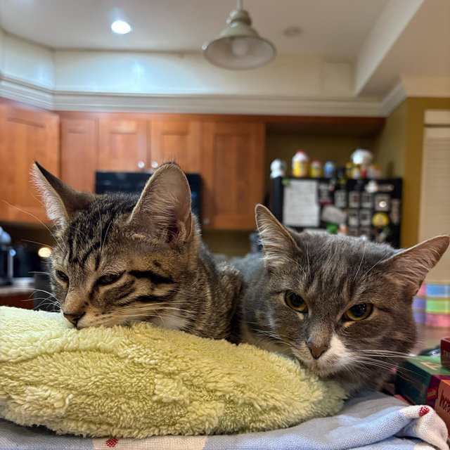 Kitty Care