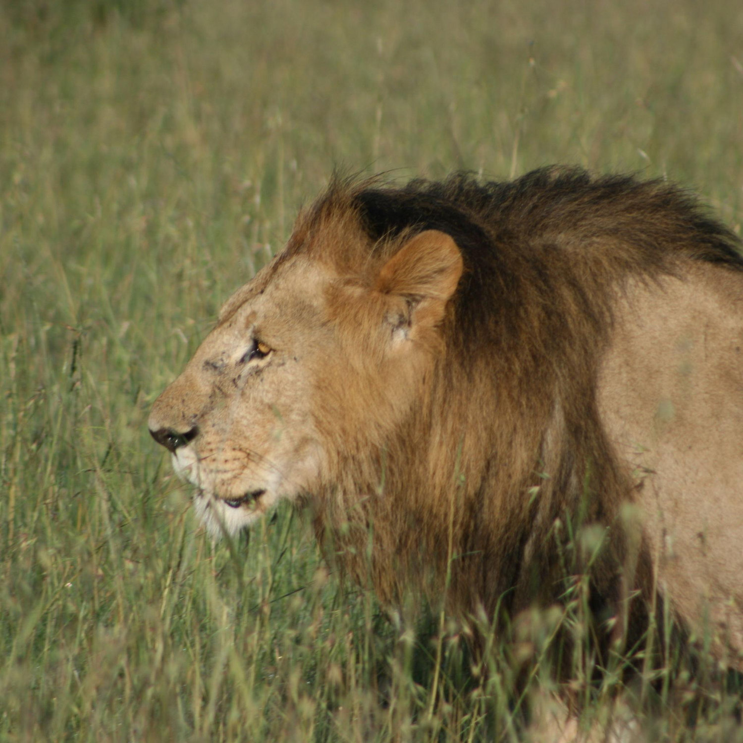 Africa + a lion