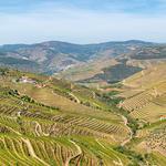 Take a wine tour in the Douro Valley