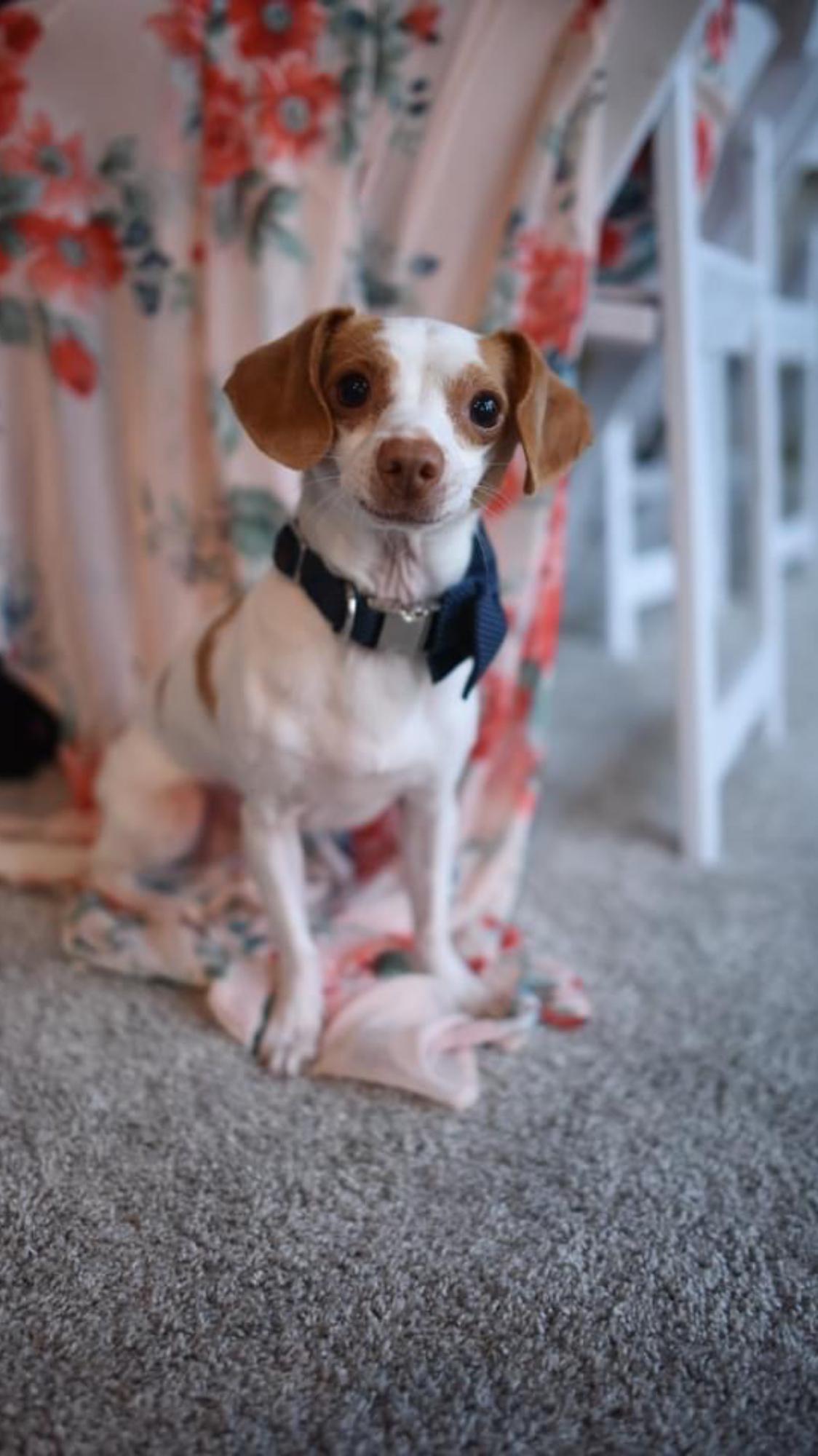 They have one pretentious fur baby named Doobie.