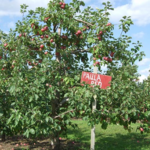 Alyson's Orchard