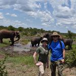 Elephant Encounter