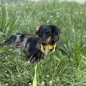 Mr. Weenie's Fence Fund