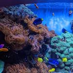 Monterey Bay Aquarium