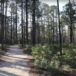Weymouth Woods - Sandhills Nature Preserve