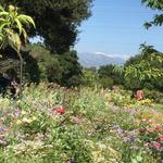 The Huntington Library, Art Museum, and Botanical Gardens