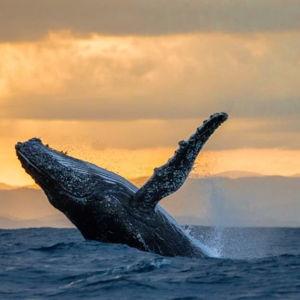 Whale Watching Tour on the Honeymoon