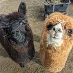 Harvard Alpaca Ranch
