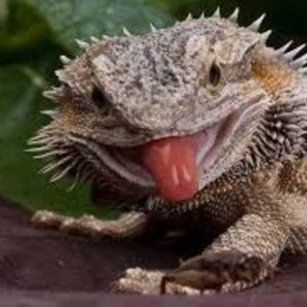 Bearded Dragon Fund