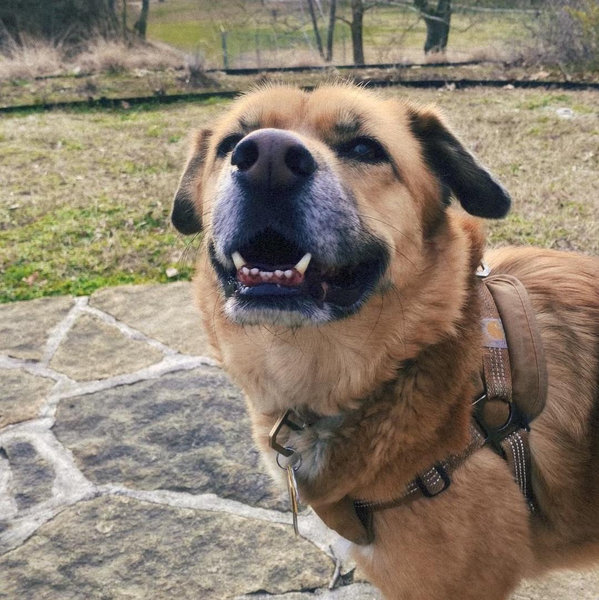 Louie Treat Fund