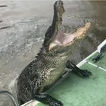Airboat Adventures