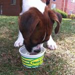 Ted Drewes Frozen Custard