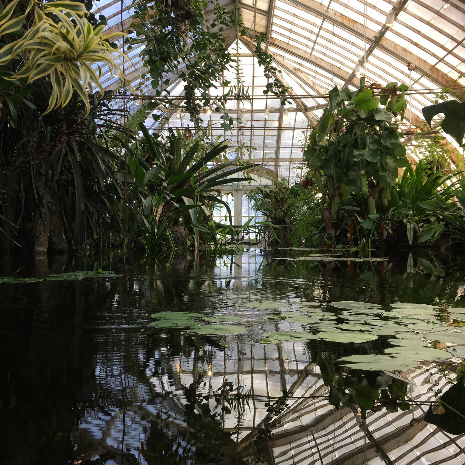 Another of our favorite haunts--the Conservatory of Flowers