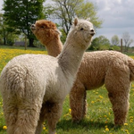 Buck Brook Alpacas