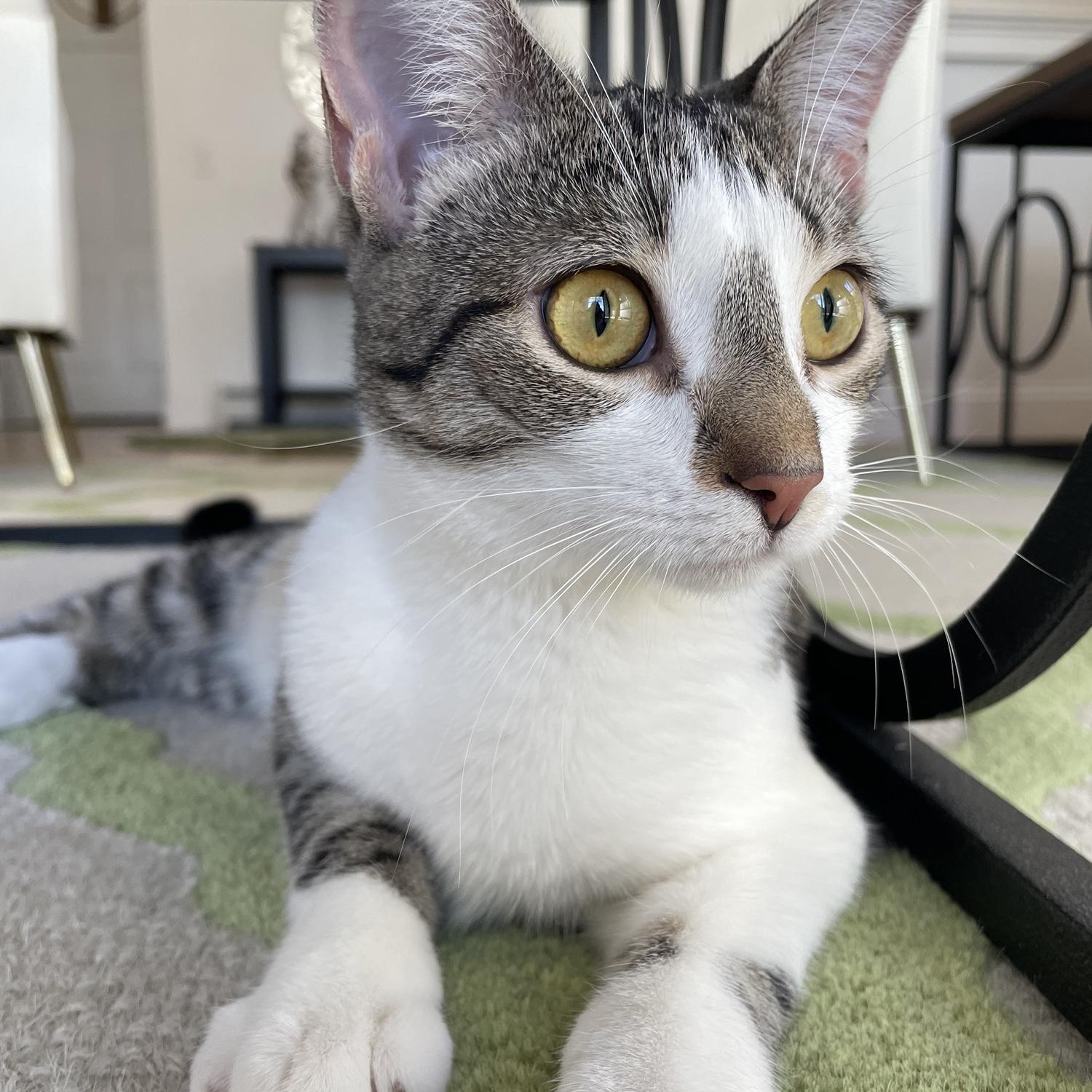 Our sweet cat, Lady “bug”
