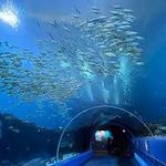 Georgia Aquarium